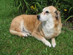 What Are Pet Preservation Services and How Do They Work? What Are Pet Preservation Services and How Do They Work?
