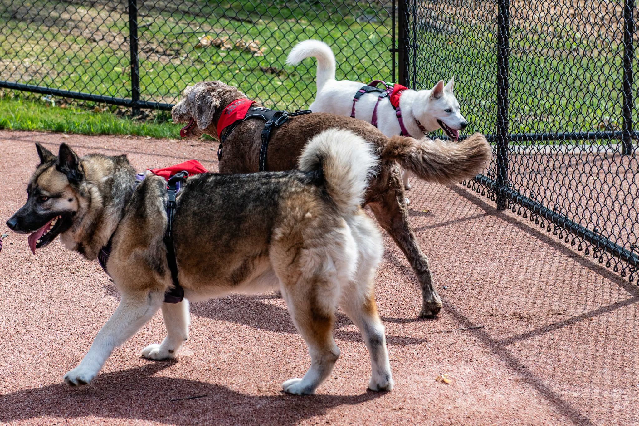 New Dog Park at Trevor Park in Yonkers New Dog Park at Trevor Park in Yonkers