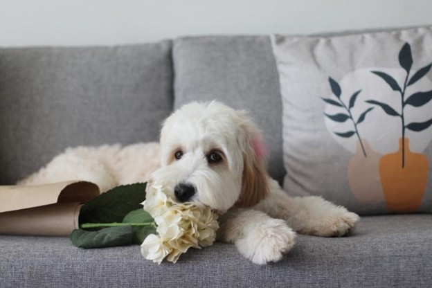 The Best Family-Friendly Dogs for First-Time Pet Parents The Best Family-Friendly Dogs for First-Time Pet Parents