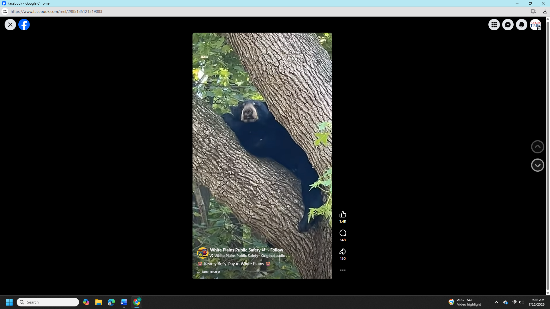 Bear Found in a White Plains Tree Bear Found in a White Plains Tree