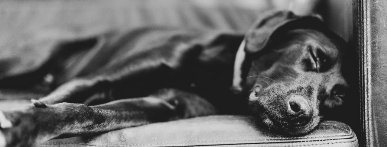 Find the Best Senior Dog Bedding Solution for Occasional Accidents